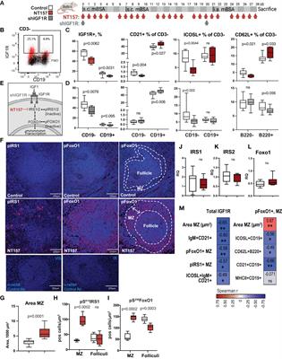 IGF1R signalling is a guardian of self-tolerance restricting autoantibody production